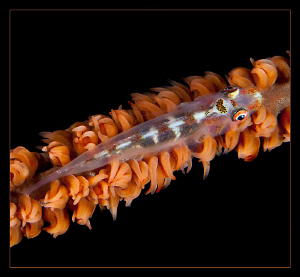 Whip Goby by Charles Wright 